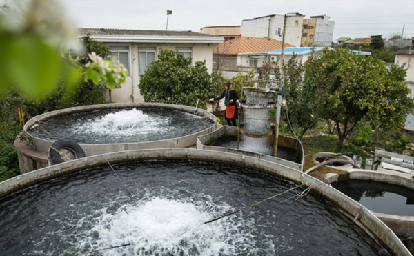 عکس بچه ماهی قزل آلا