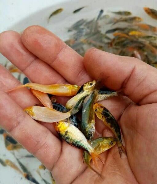 عکس بچه ماهی قزل آلا