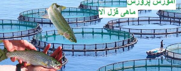 عکس بچه ماهی قزل آلا