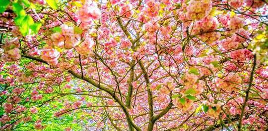 عکس زیبای بهاری