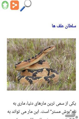 عکس مار ترسناک خیلی ترسناک
