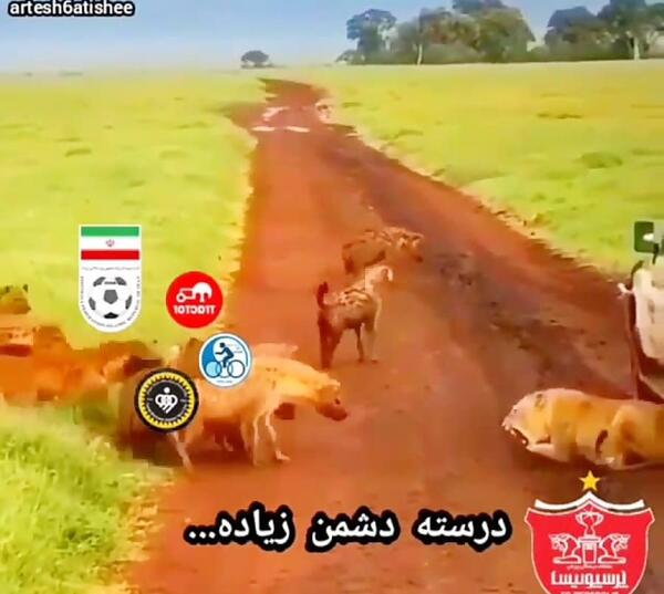عکس تصویر زمینه پرسپولیس شیر