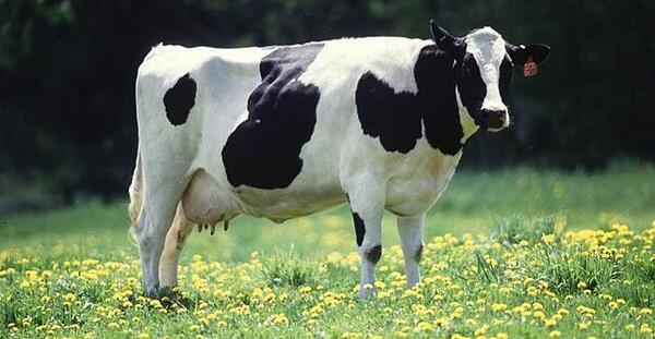 عکس بچه گاوها