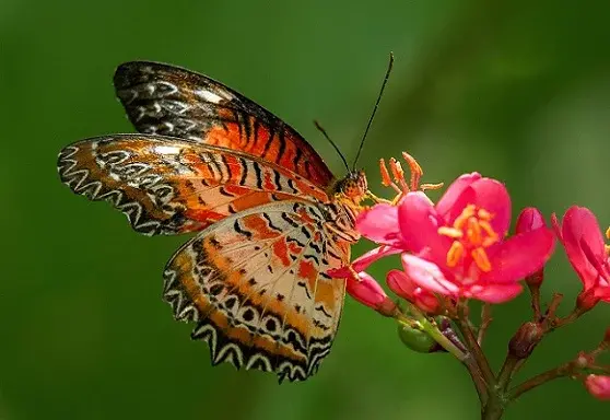 عکس گل و پروانه زیبا