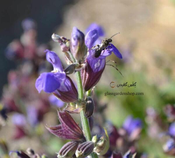 عکس گل گیاه مریم گلی