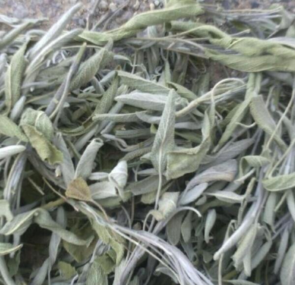 عکس گل گیاه مریم گلی