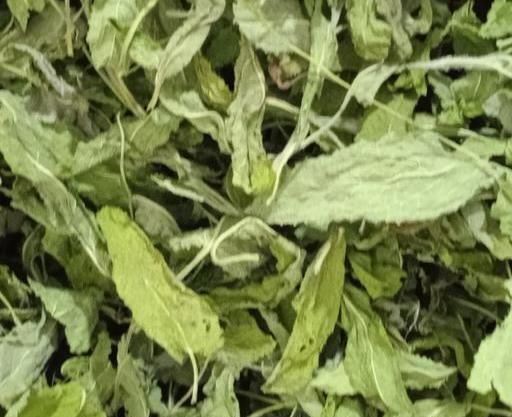عکس گل گیاه مریم گلی