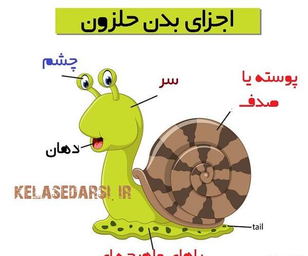 عکس حلزون بچه گانه