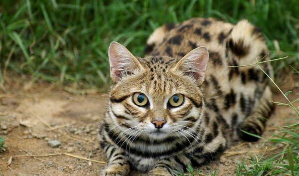عکس گربه ترسناک بنفش