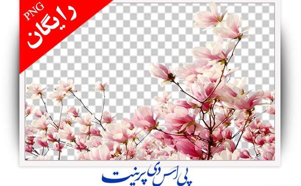 عکس پس زمینه شکوفه بهاری