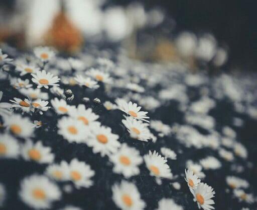 عکس تصویر زمینه گل بابونه