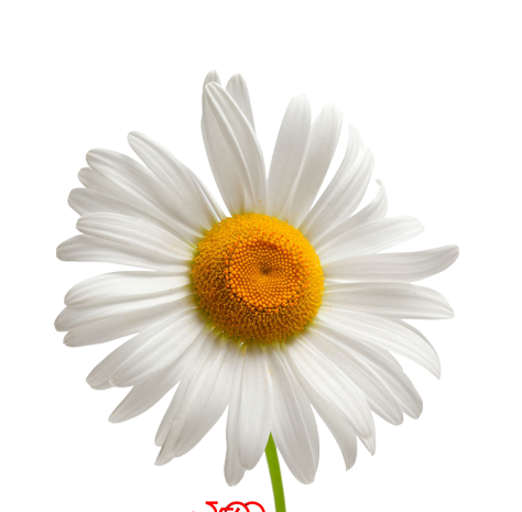 عکس تصویر زمینه گل بابونه