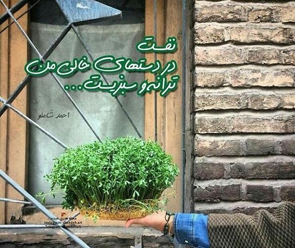 عکس زیبای بهاری عاشقانه