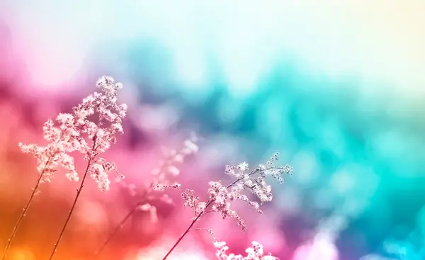 عکس تصویر زمینه گل آبی