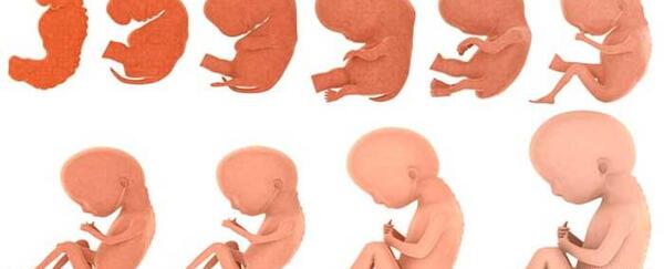 عکس بچه یک ماهه در شکم مادر