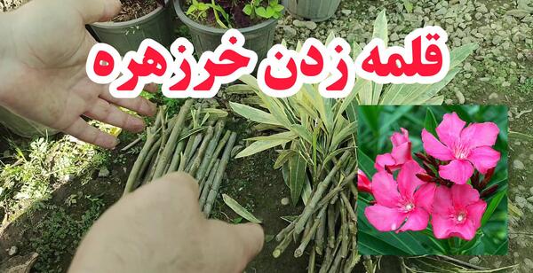 دانلود عکس گل خرزهره