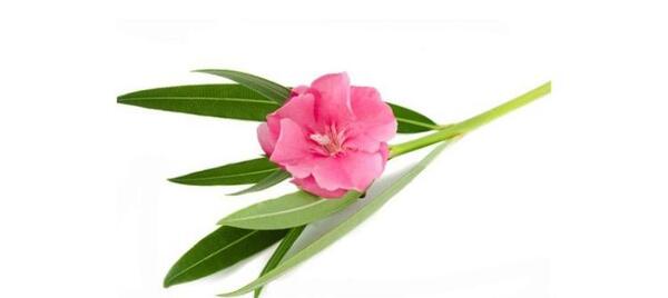 دانلود عکس گل خرزهره