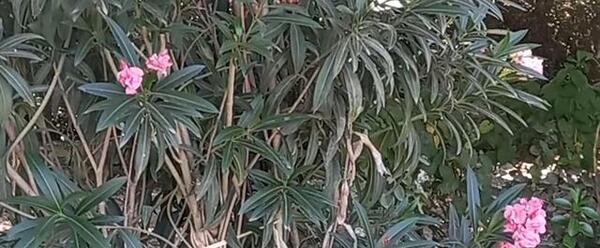 دانلود عکس گل خرزهره