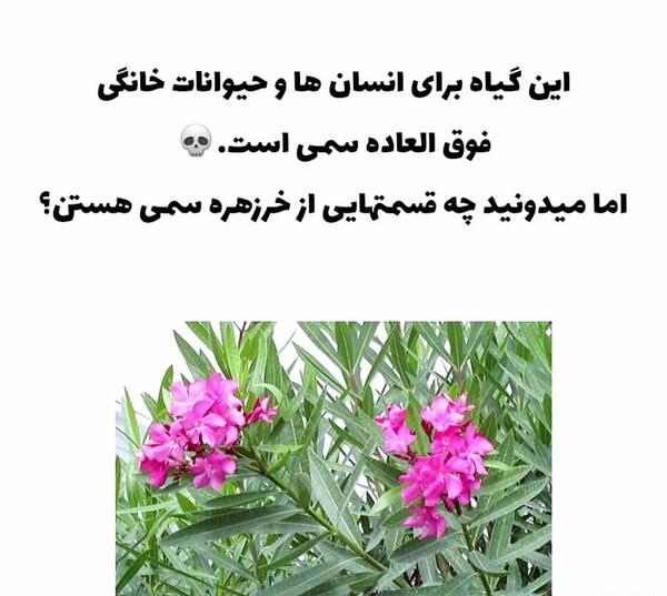 دانلود عکس گل خرزهره