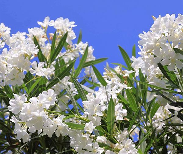 دانلود عکس گل خرزهره