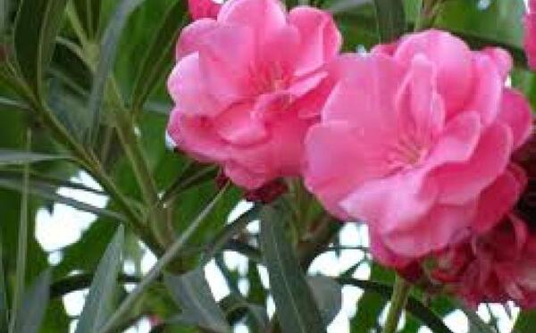دانلود عکس گل خرزهره