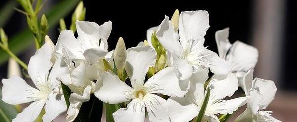 دانلود عکس گل خرزهره