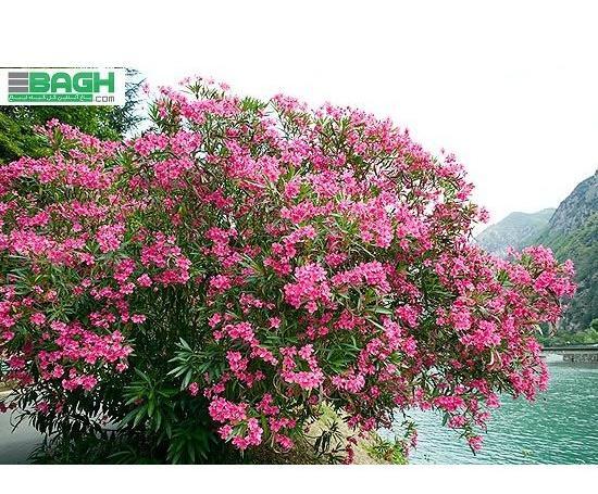 دانلود عکس گل خرزهره