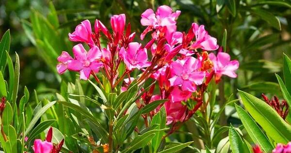 دانلود عکس گل خرزهره