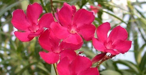 دانلود عکس گل خرزهره