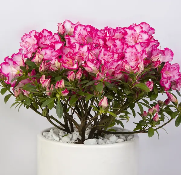 دانلود عکس گل خرزهره