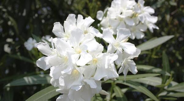 دانلود عکس گل خرزهره