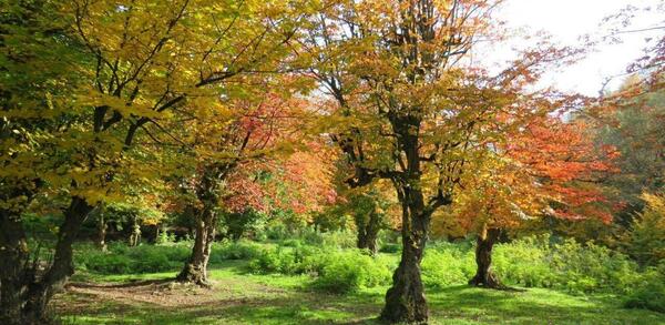 عکس از طبیعت پاییزی تبریز