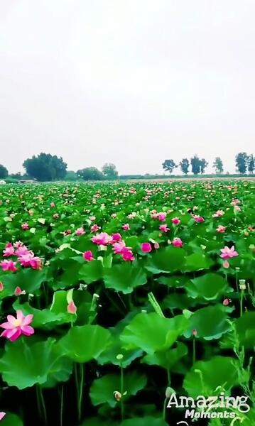 عکس گل نیلوفر مرداب