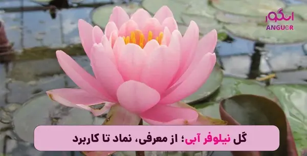 عکس گل نیلوفر مرداب