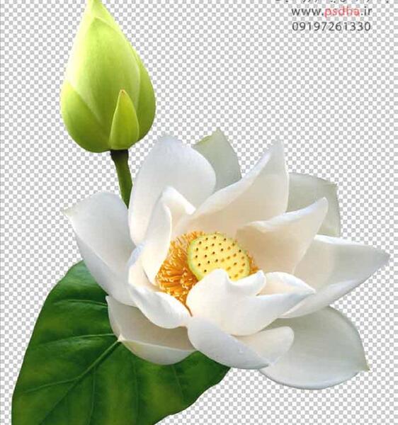 عکس گل نیلوفر مرداب