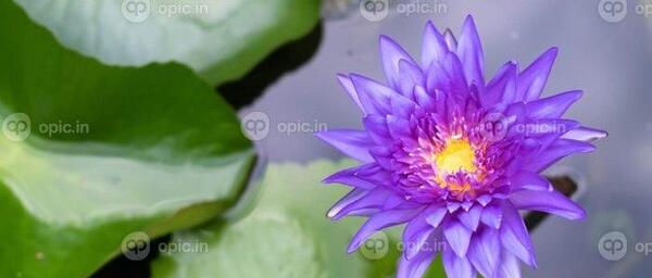 عکس گل نیلوفر مرداب