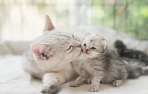 عکس بچه گربه و مادرش