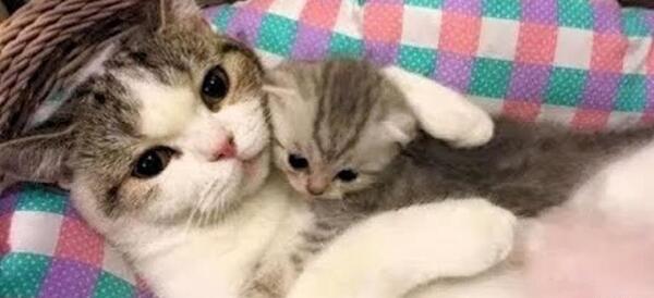 عکس بچه گربه و مادرش
