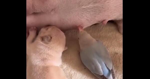 عکس بچه شیر بامزه