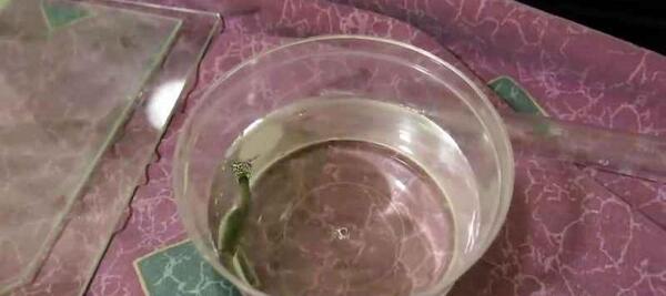 عکس بچه ماهی گوپی