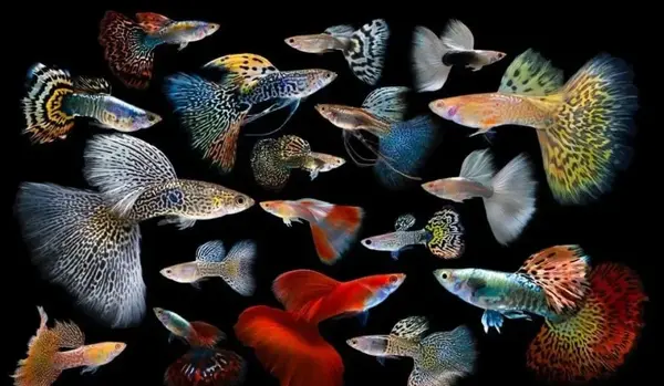 عکس بچه ماهی گوپی
