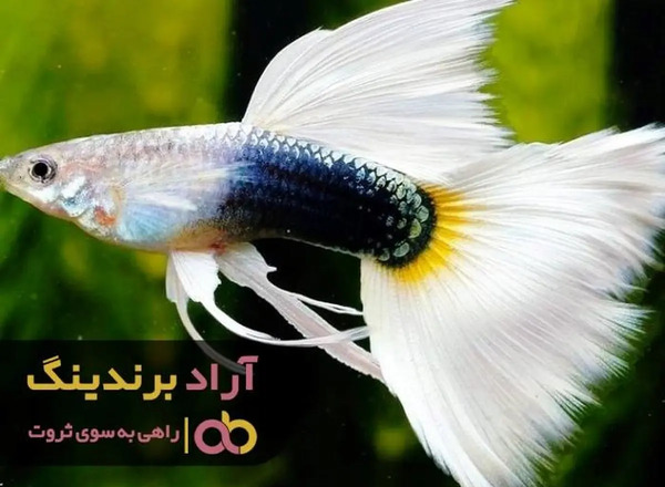 عکس بچه ماهی گوپی