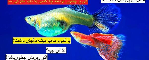 عکس بچه ماهی گوپی