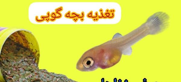 عکس بچه ماهی گوپی