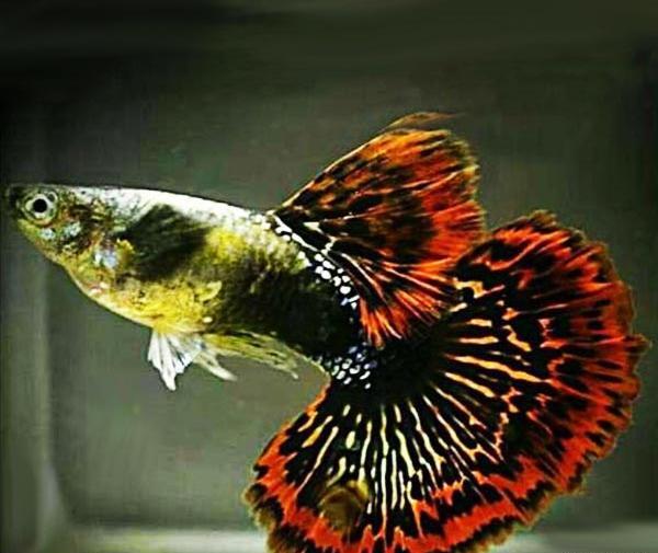 عکس بچه ماهی گوپی