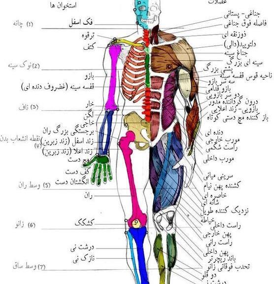 عکس آناتومی بدن مردان