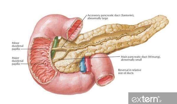 عکس آناتومی بدن مردان