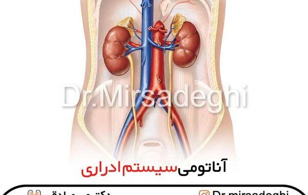 عکس آناتومی بدن مردان