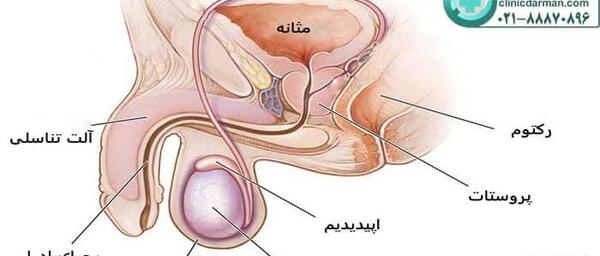 عکس آناتومی بدن مردان