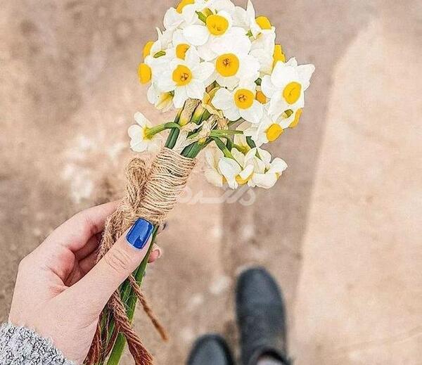 عکس پروفایل دخترونه گل نرگس
